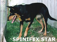 SPINIFEX STAR