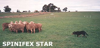 SPINIFEX STAR (Photo: Caterson family)