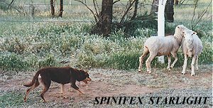 SPINIFEX STARLIGHT1985 (Photo: S. Bilson)